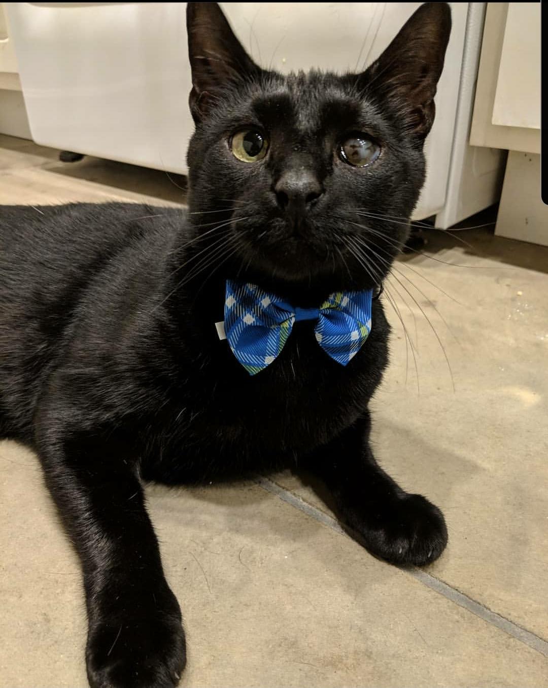 black cat wearing blue bowtie