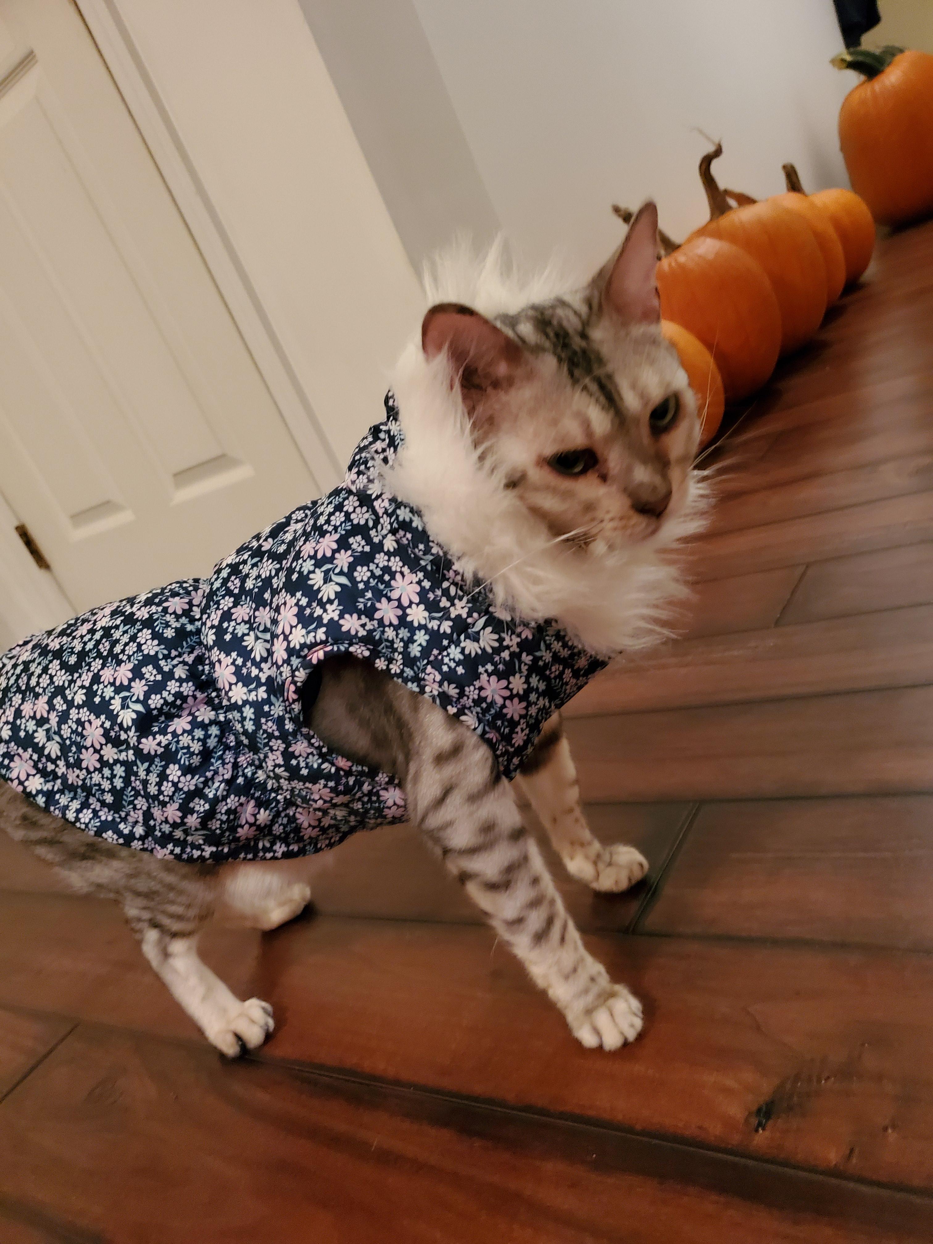 tabby cat wearing winter jacket